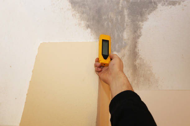 Best Mold Odor Removal Services  in Brunswick, GA