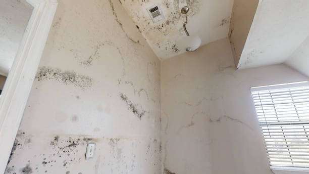 Forensic Mold Investigation in Brunswick, GA