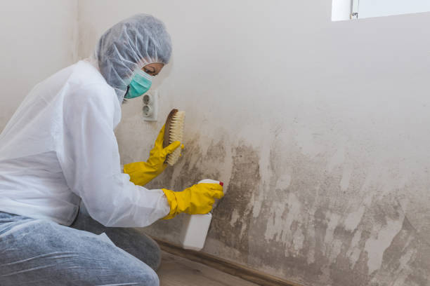 Trusted Brunswick, GA Mold Inspection, Removal & Remediation Experts